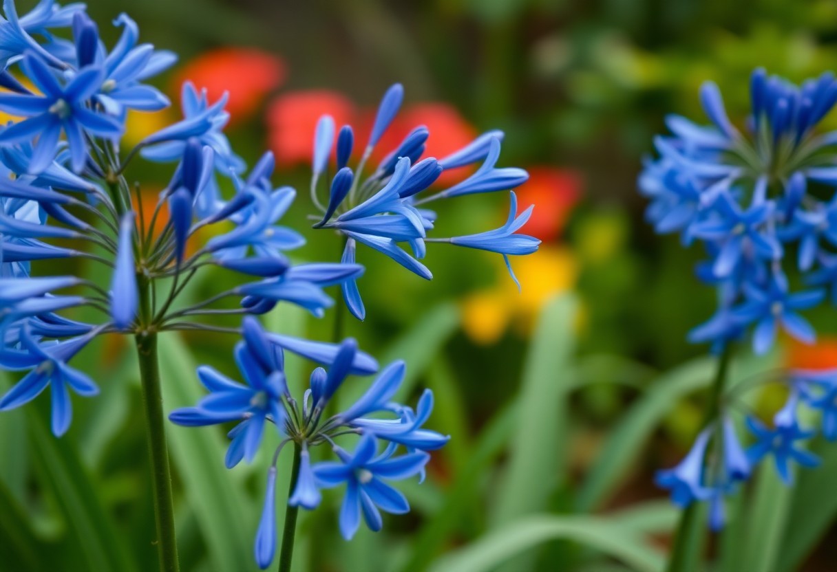 Agapanthus Overview, Care and Propagation