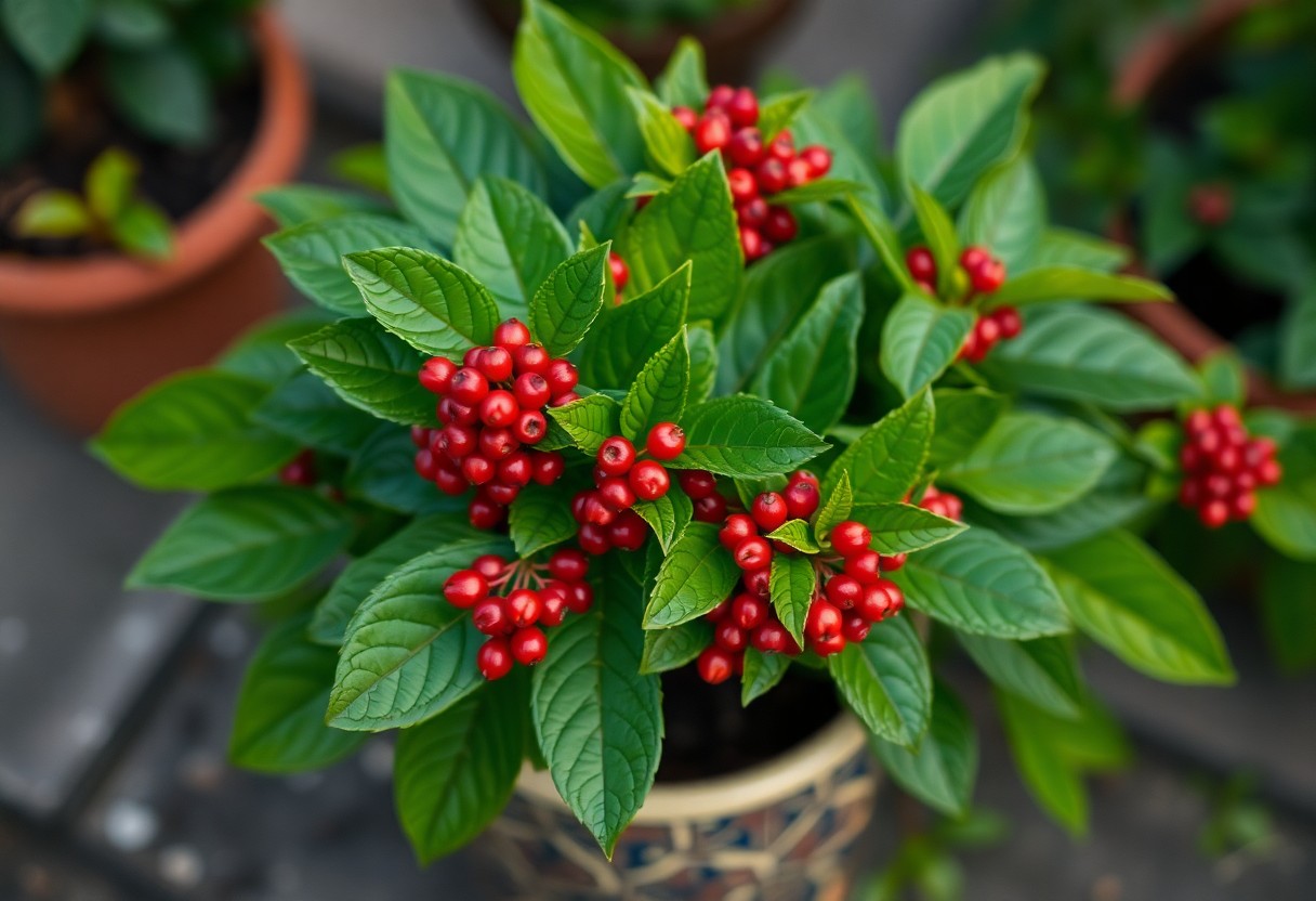Ardisia Overview, Care and Propagation