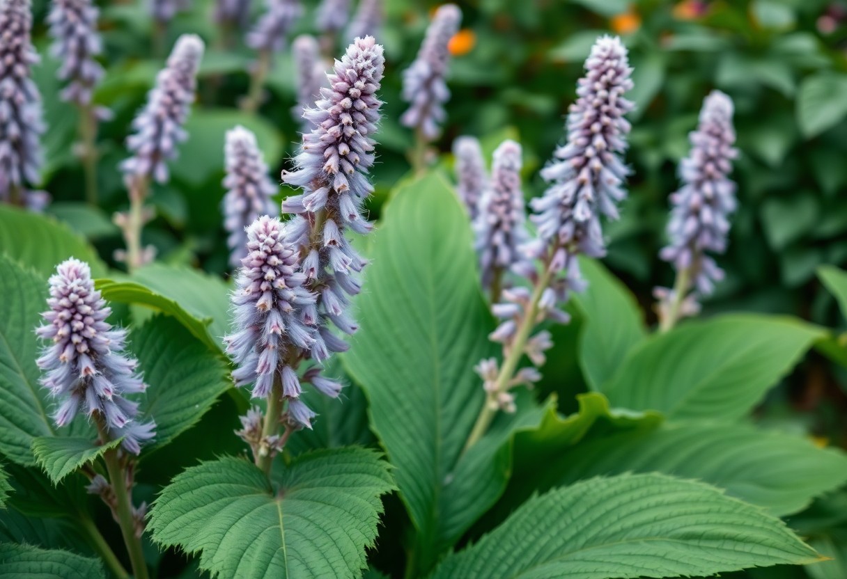 Lambs Ear Overview, Care and Propagation