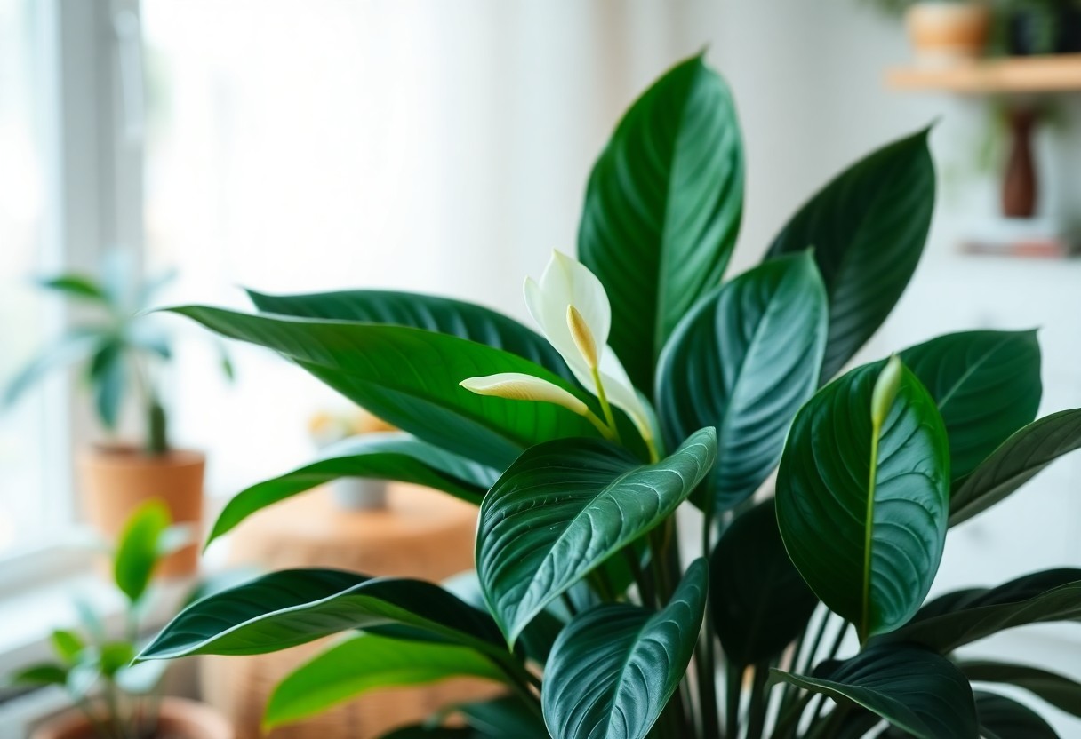 Spathiphyllum Overview, Care and Propagation